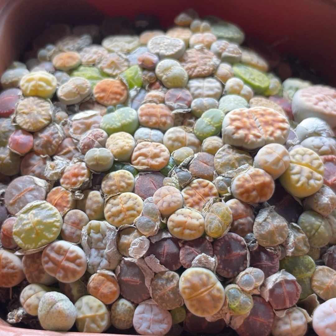 今晚大盆特价更新～26