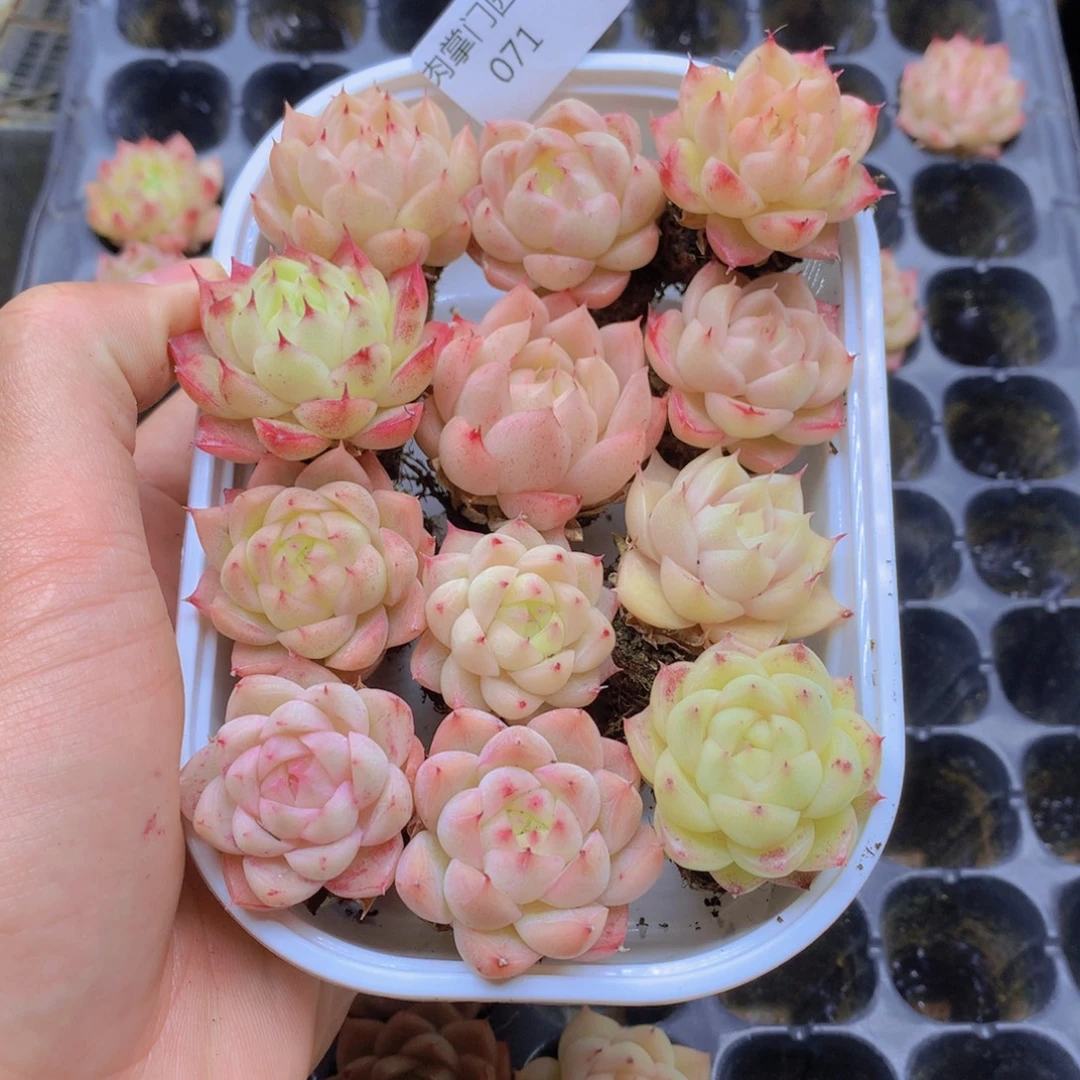 我要去看你了啊071