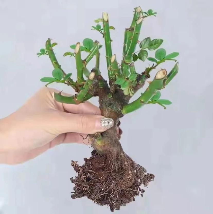 玫瑰老桩花苗月季花大花浓香花卉盆栽观花绿植室外阳台庭院四季