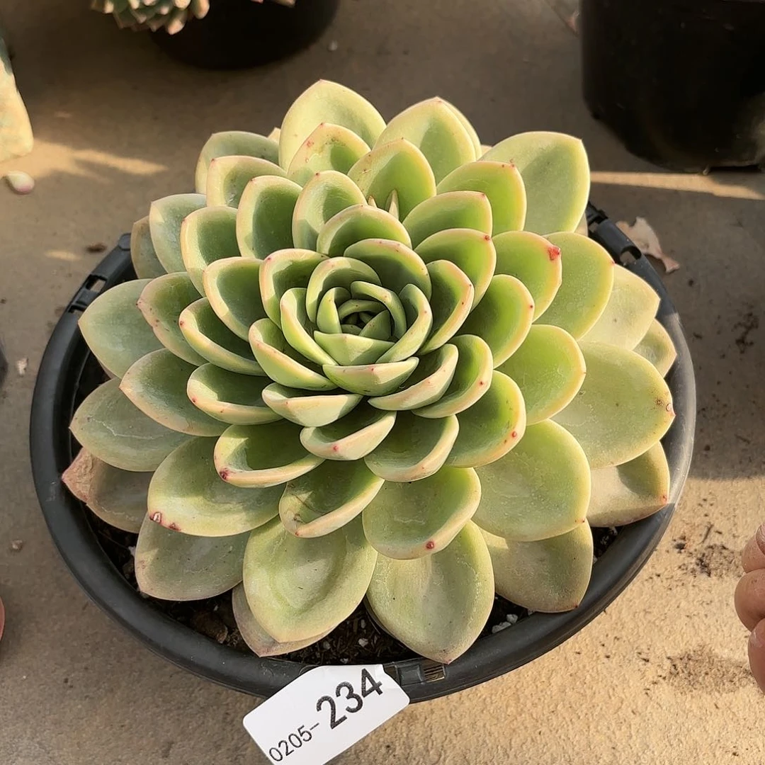 同温层多肉旋凤234