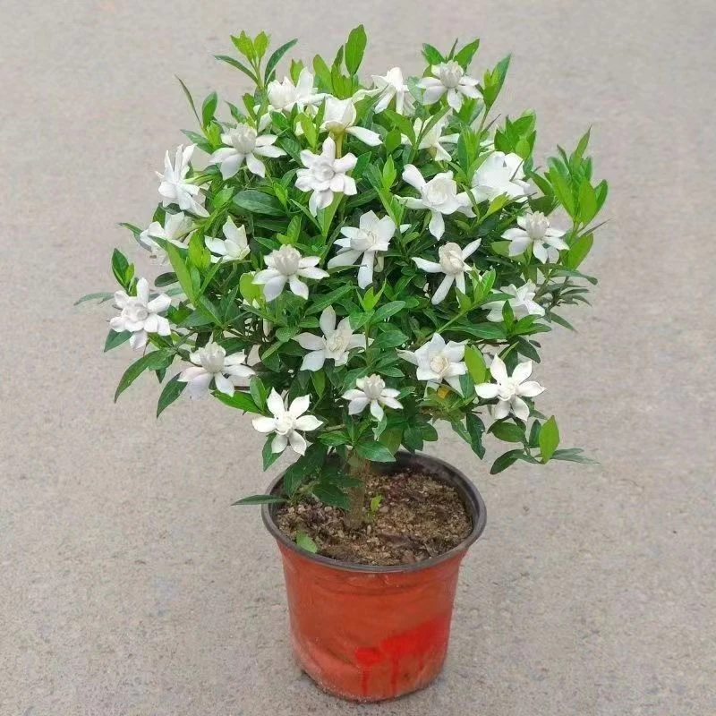 小叶栀子花盆栽开花浓香型室内办公桌面阳台庭院花卉绿植盆栽