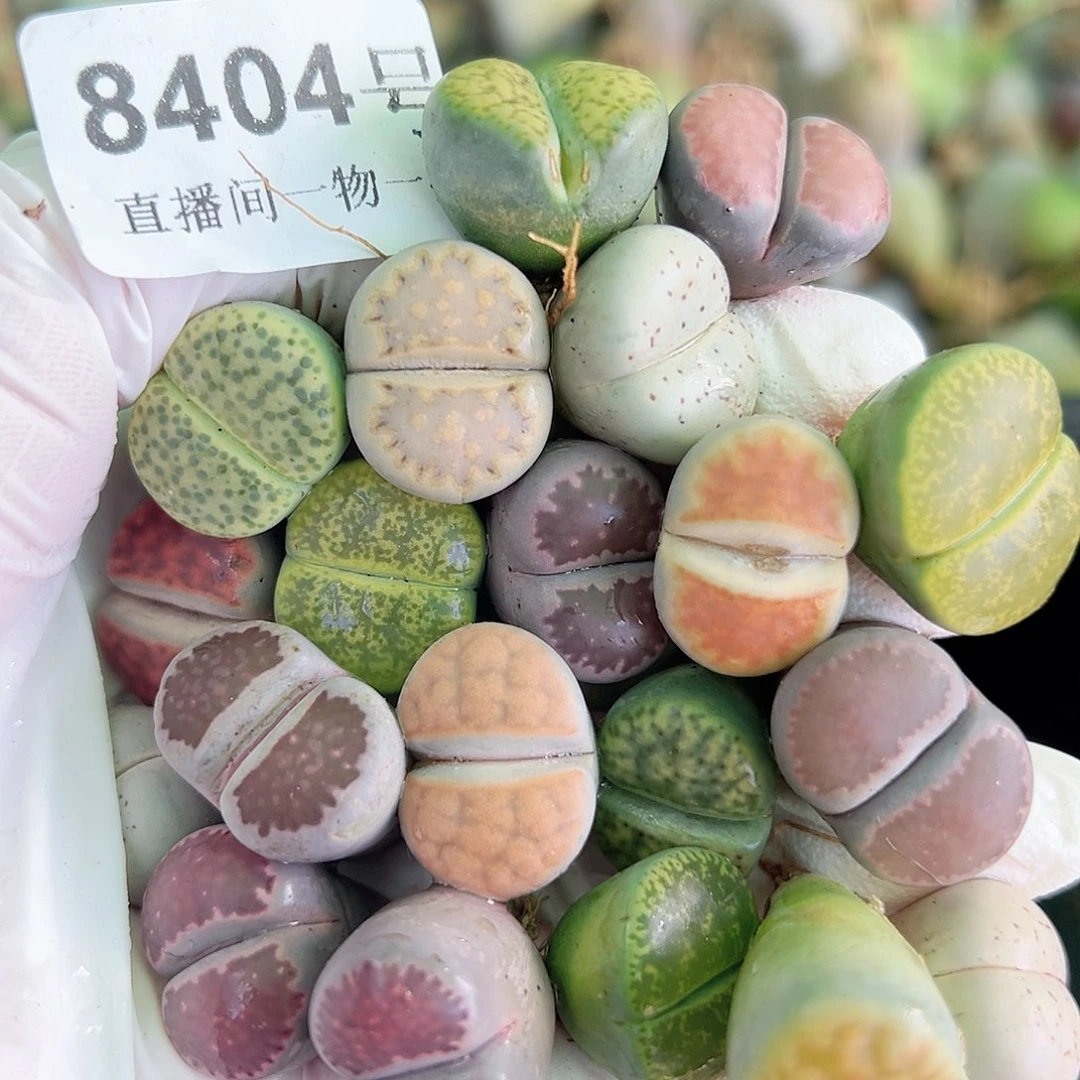 8404 好养易活生石花大母本20个1.5cm左右
