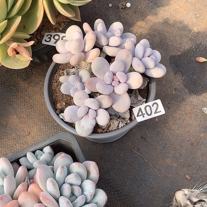 402奶酪 一物一拍多肉