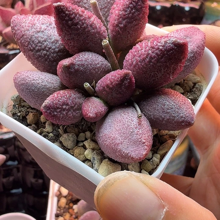 斐*水蜜桃的味道真的是绝了