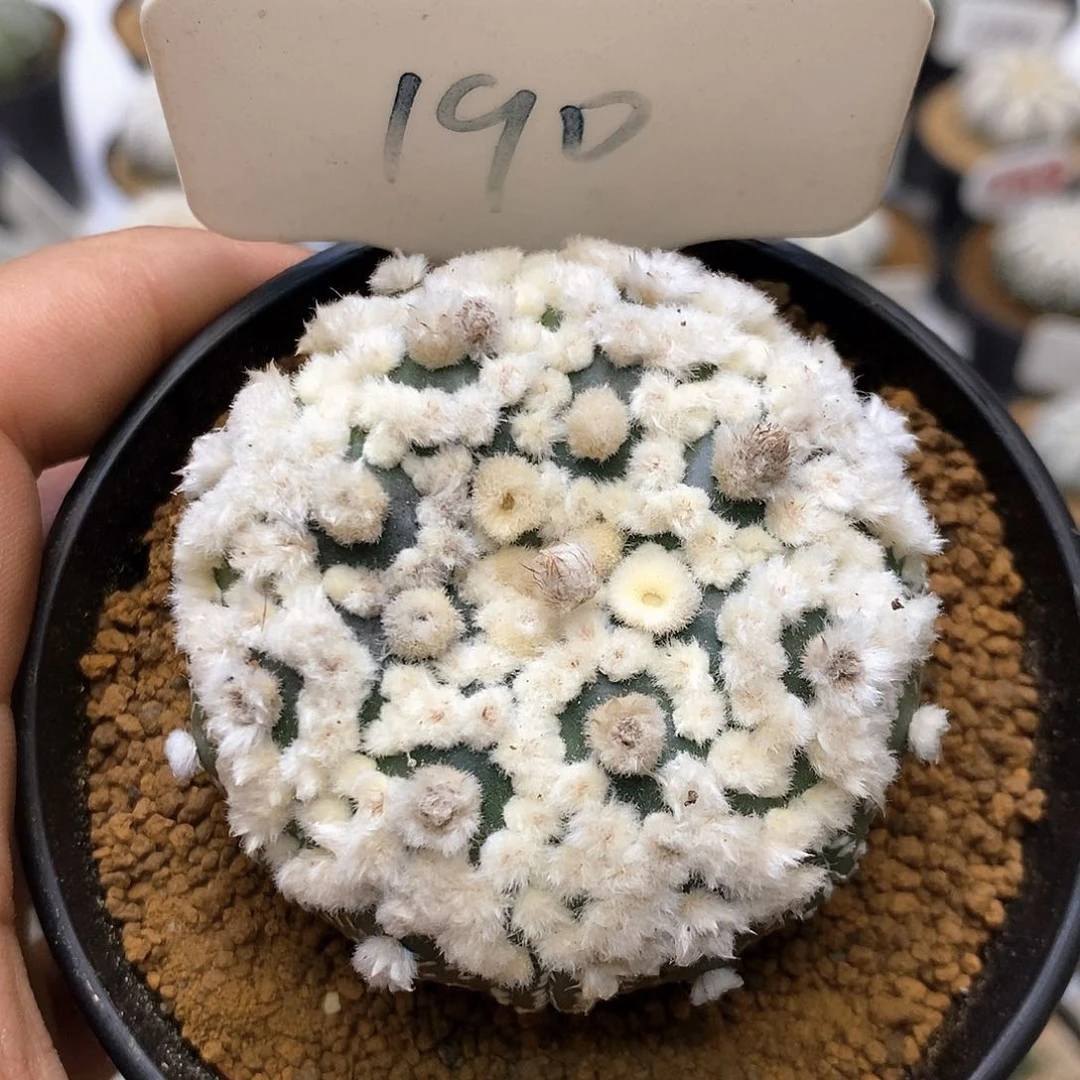 190顶绒花精品花园