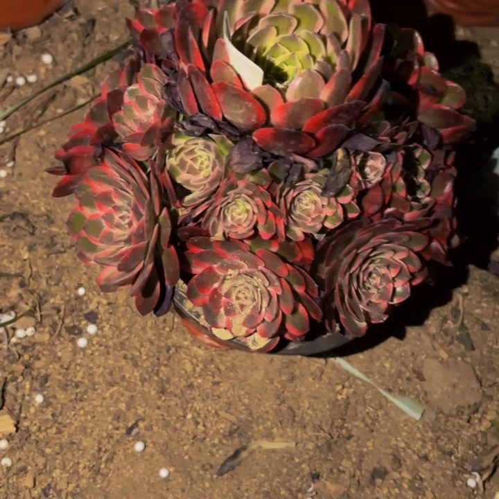 拉菲多肉植物不售后量拍