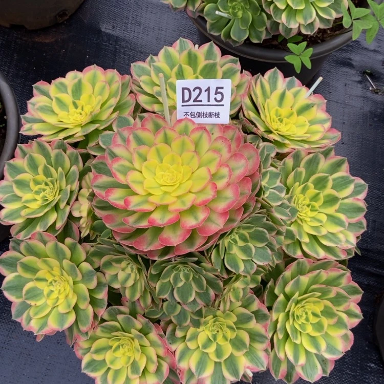 【闪购商品】215海王多肉