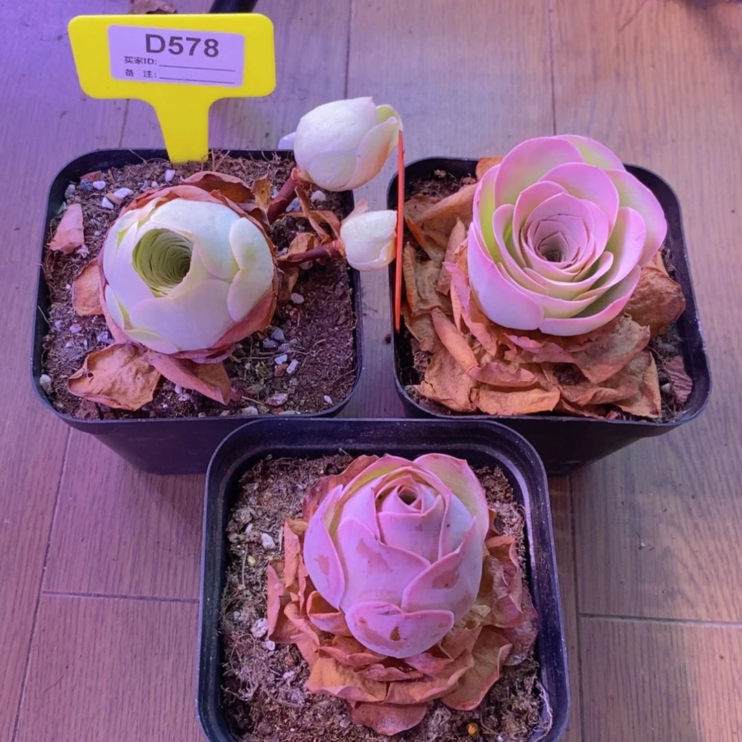 郁***珍578山地玫瑰一物一拍