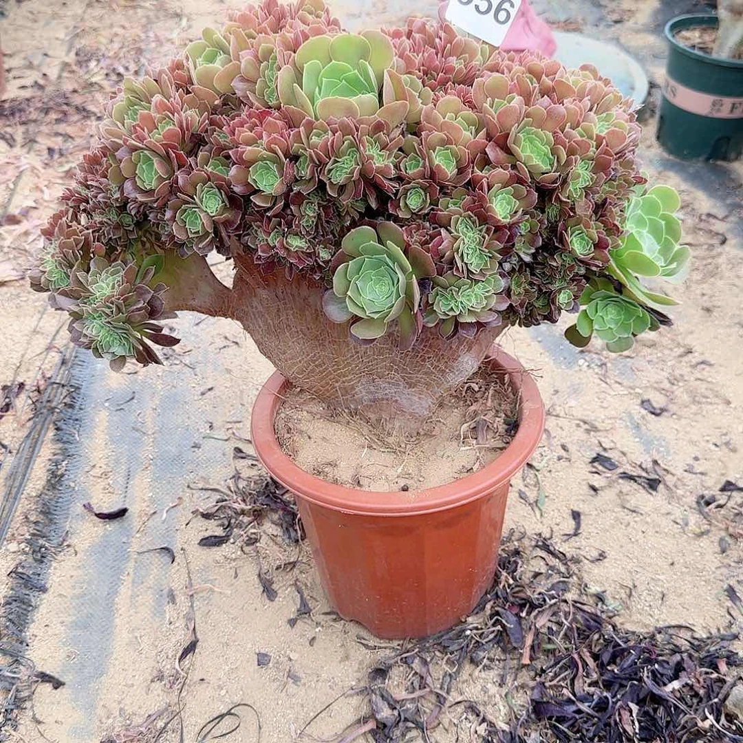 黄***哥556玫瑰朵朵一颗寄养