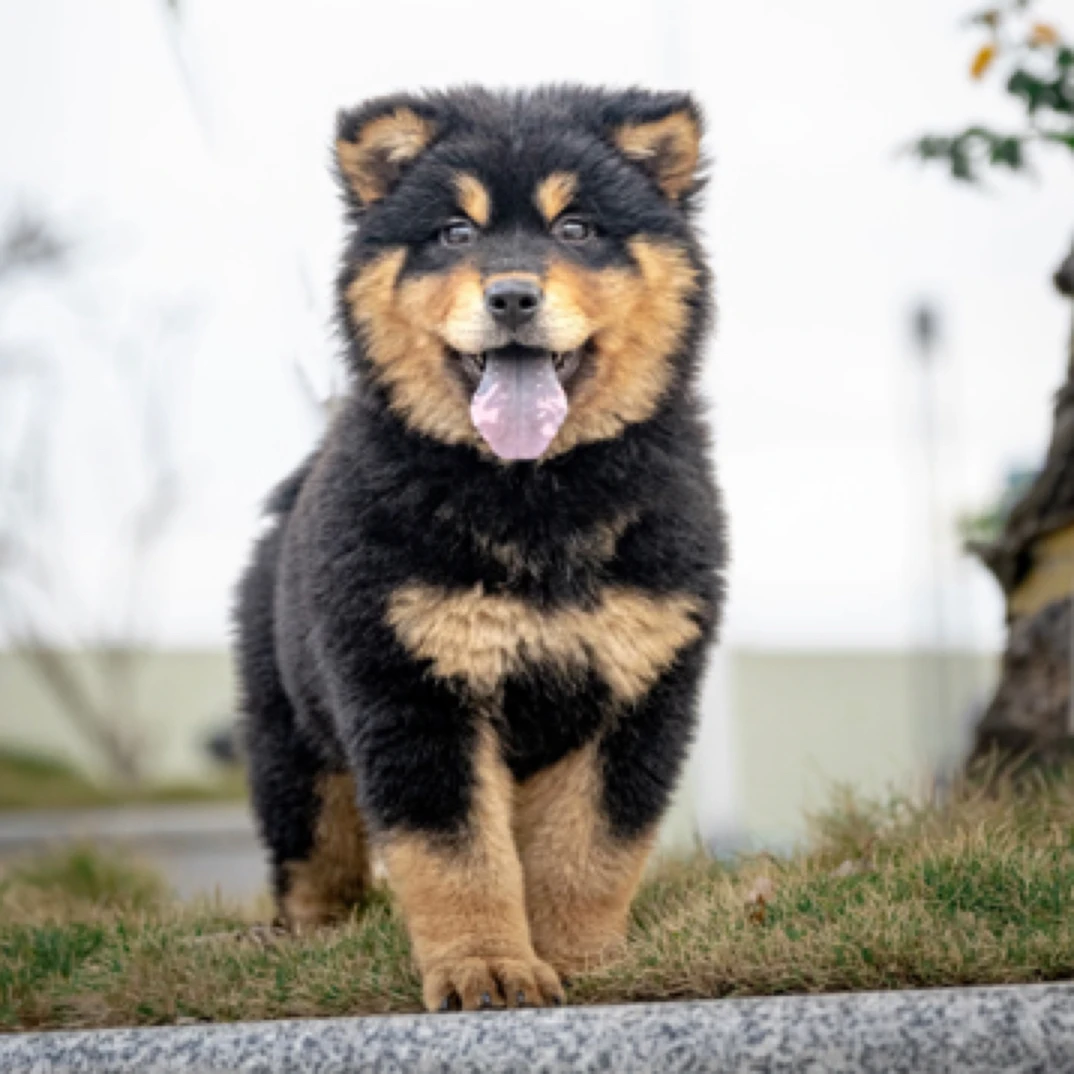 四眼铁包金铁包银中华田园犬纯种广西土狗苏眉犬活体宠物小狗