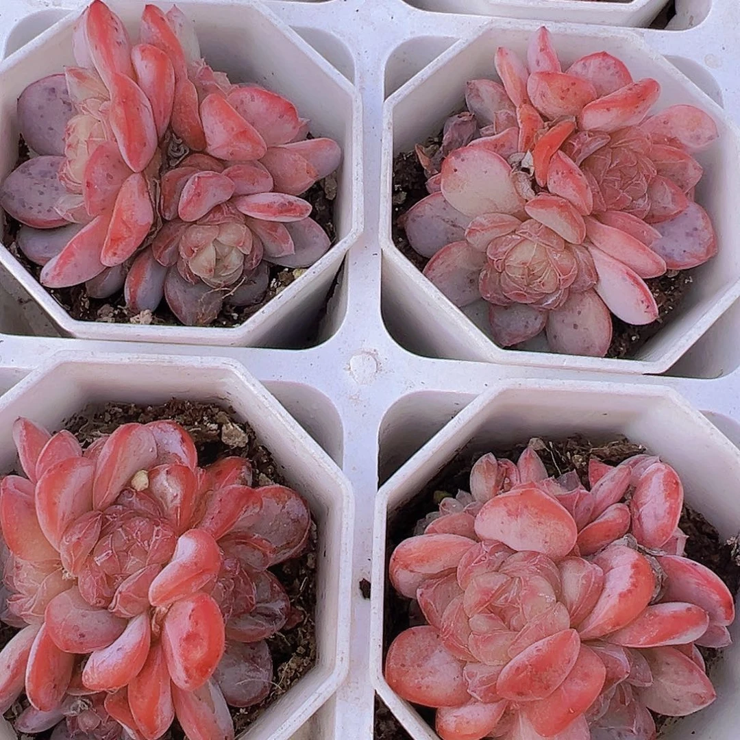 星星珍妮4头起19包邮