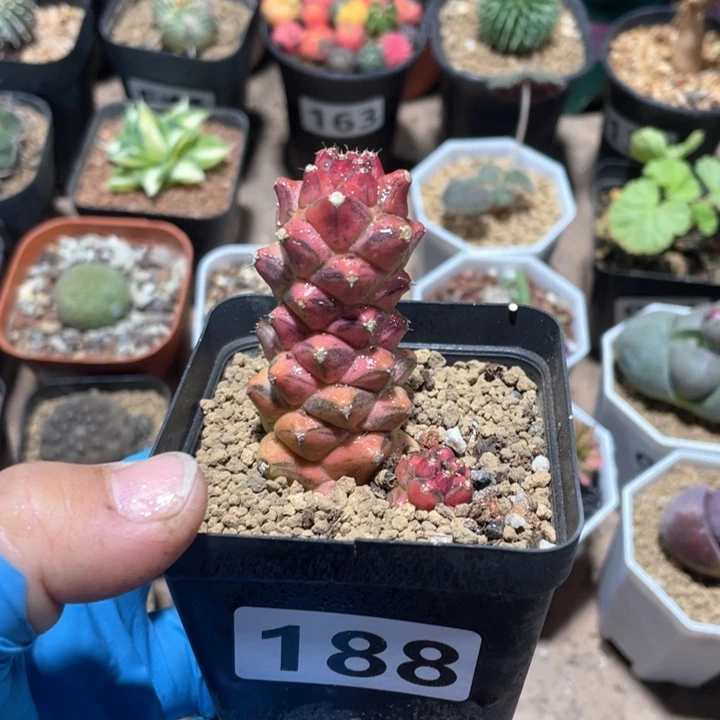 188将军阁自然锦