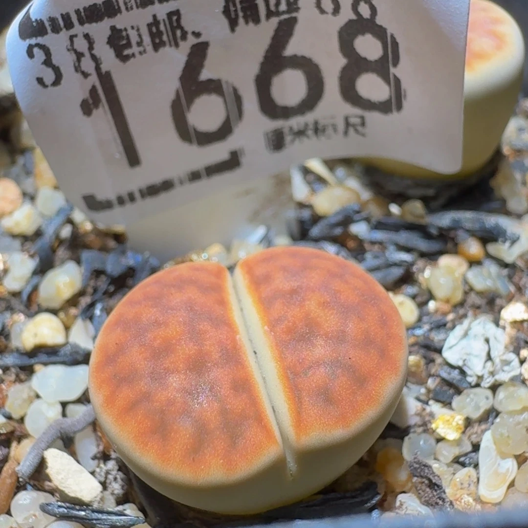 Ssss精品生石花1668