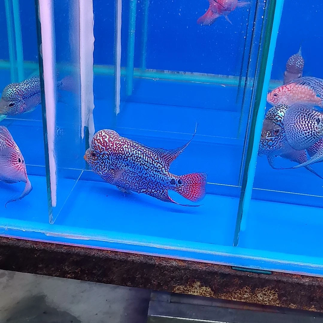 海水鱼111111111111111111111111111111111