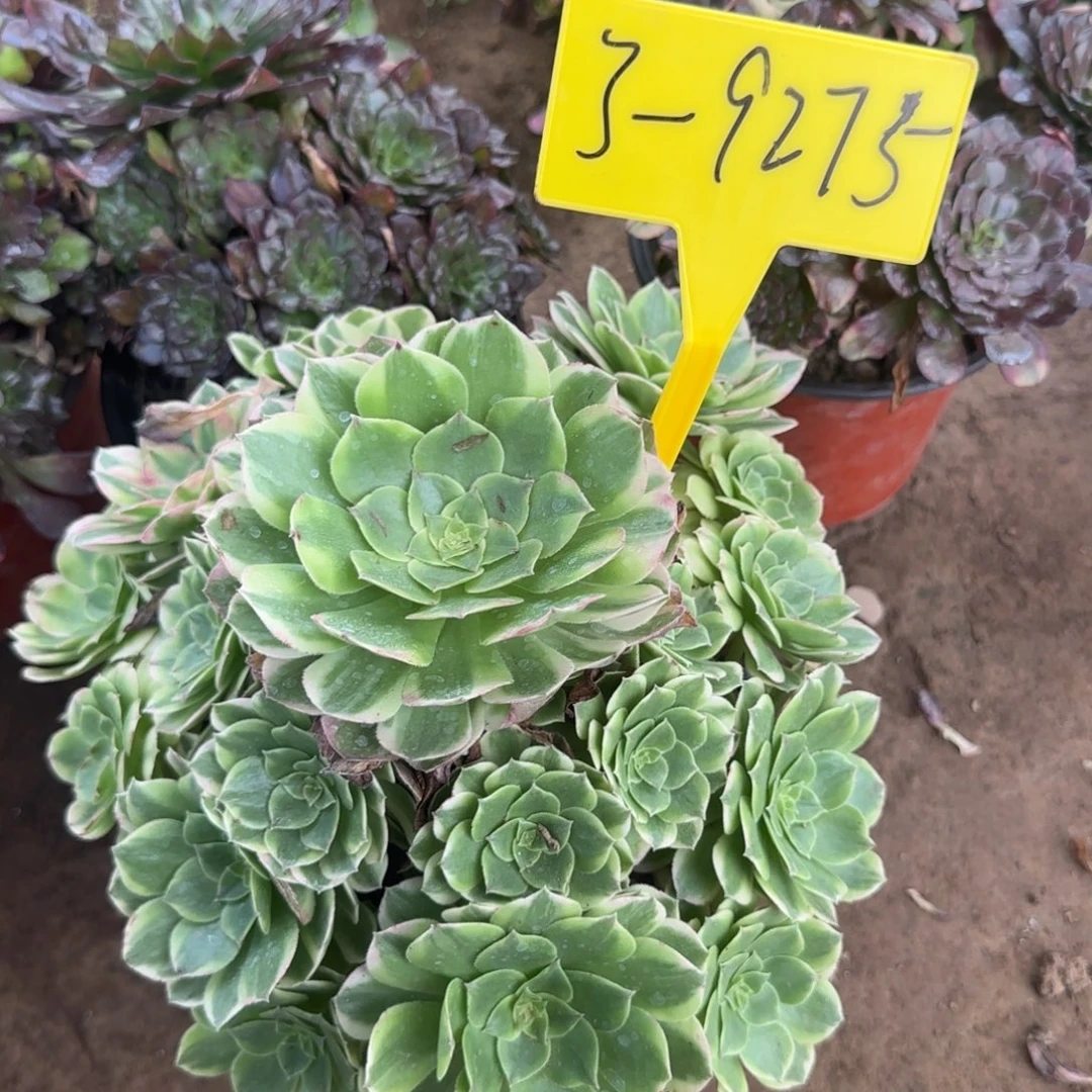 3-9275--海王多肉植物