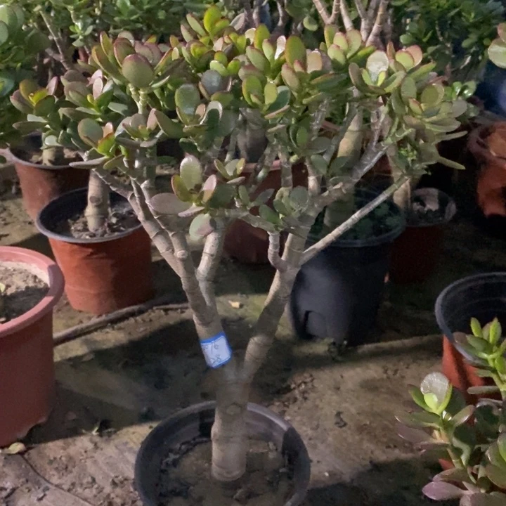 姬红花月一物一拍