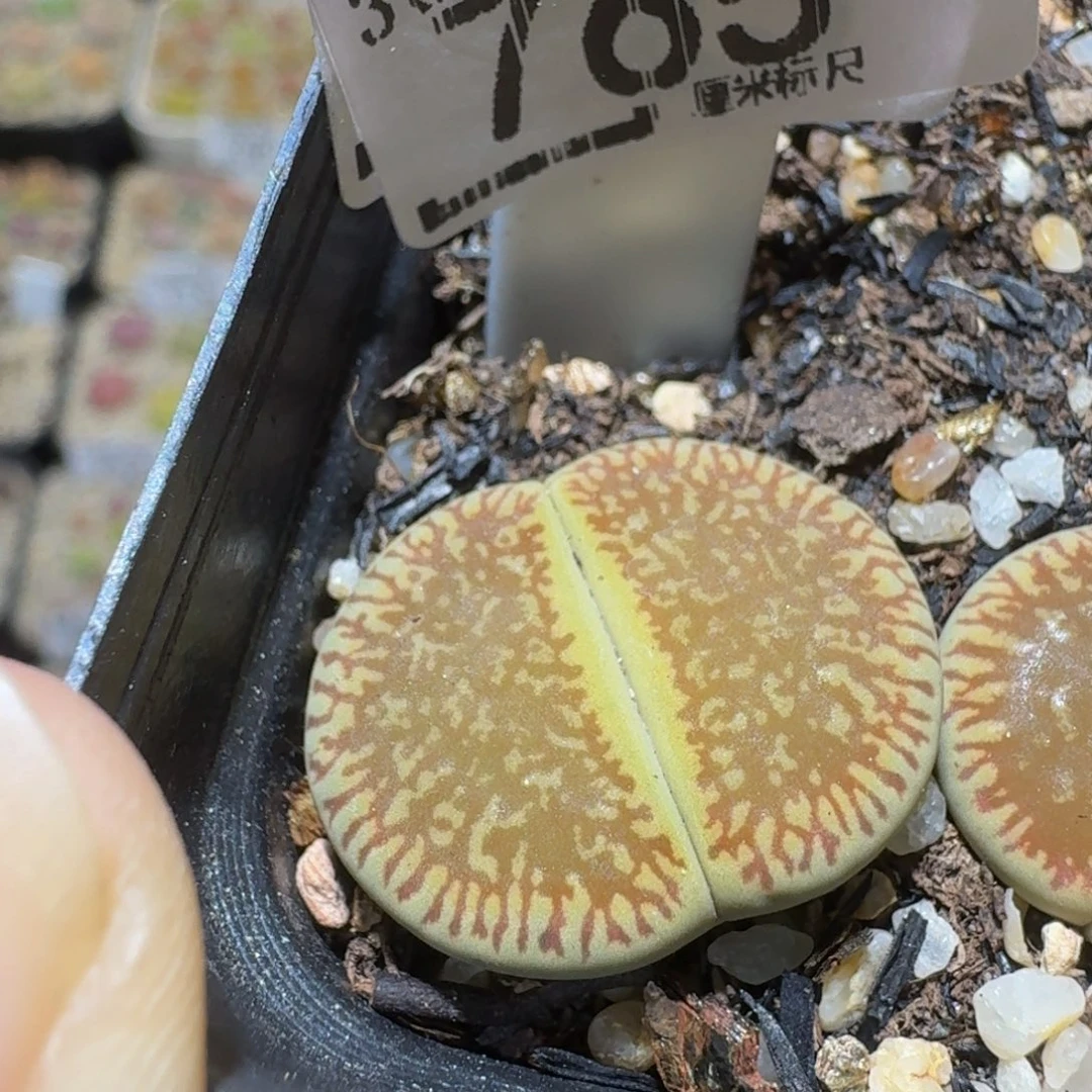 Sssss生石花肉锥765