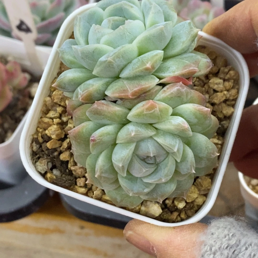 精品多肉一物一拍不包整119