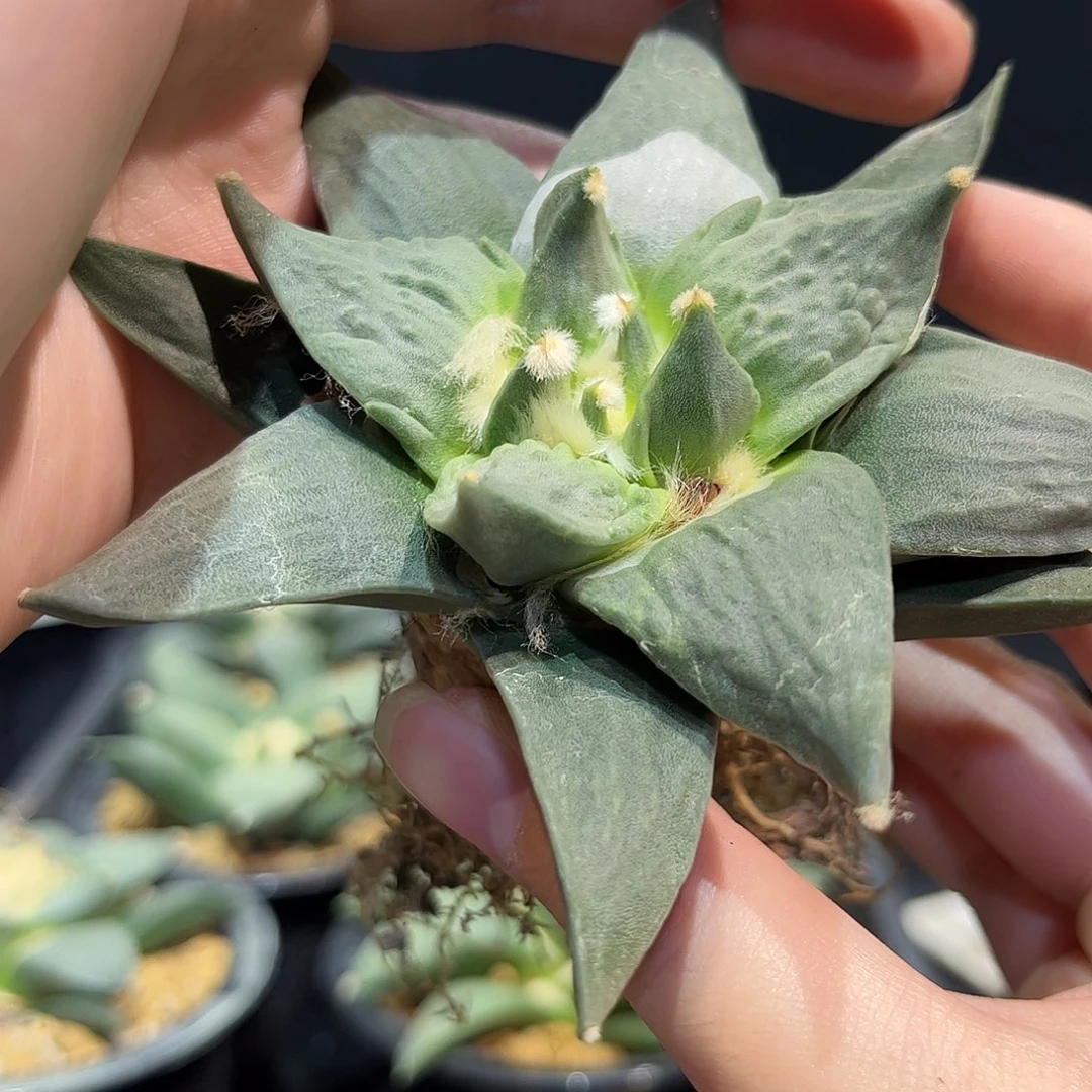 10.5cm实生好好怒涛牡丹萝卜根
