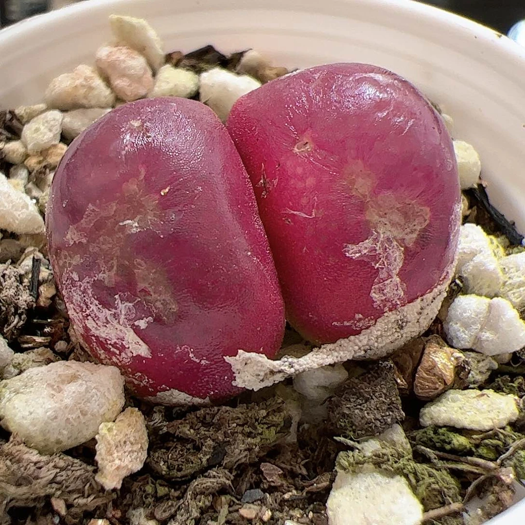 【闪购商品】9 福利