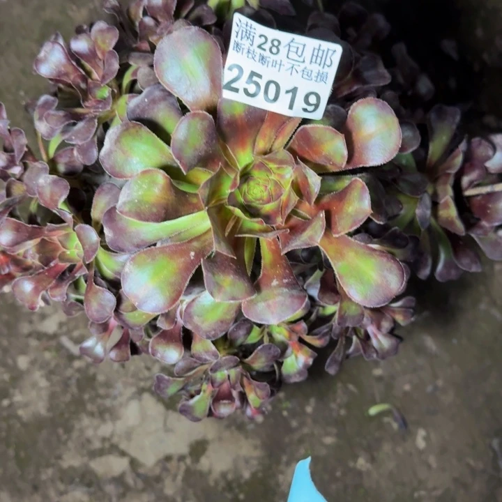 25019晚霞多肉植物