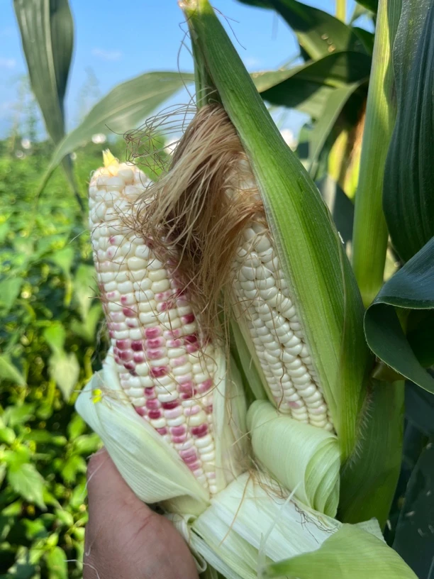 赣南农家露天种植玉米花玉米糯米玉米3斤/5斤带壳