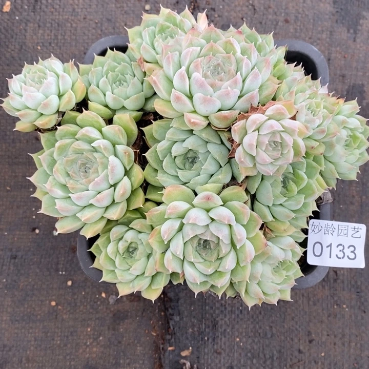 0133杂交老桩基地～16厘米