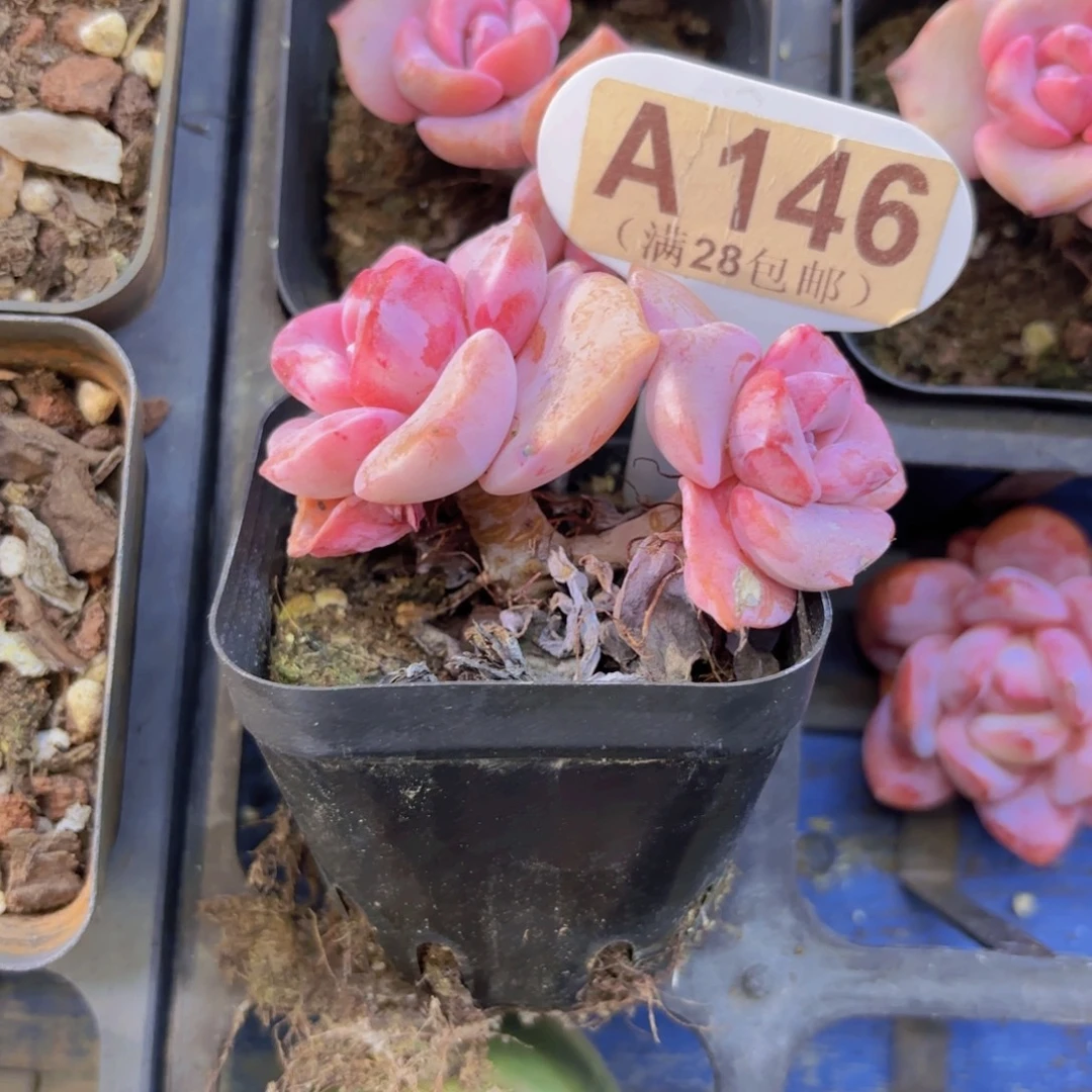 A146彩虹奶一物一拍