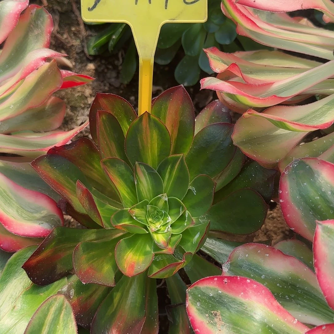 3-1192--+多头多肉植物