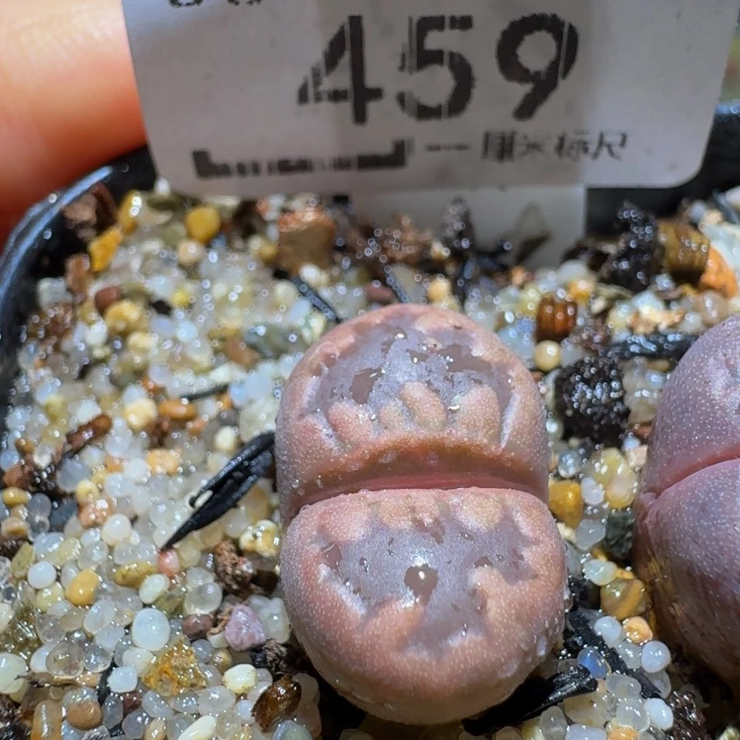 Ssss精品生石花459紫牙