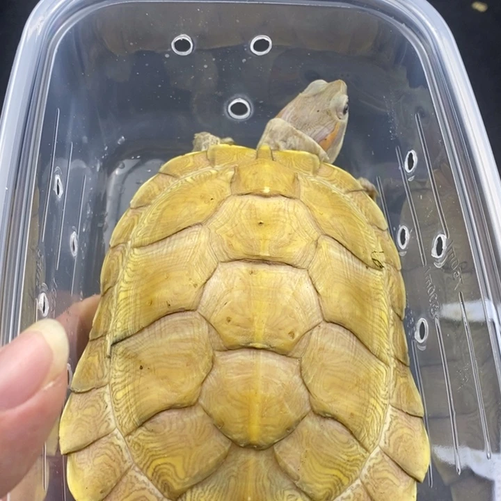 巴西彩龟母66666666