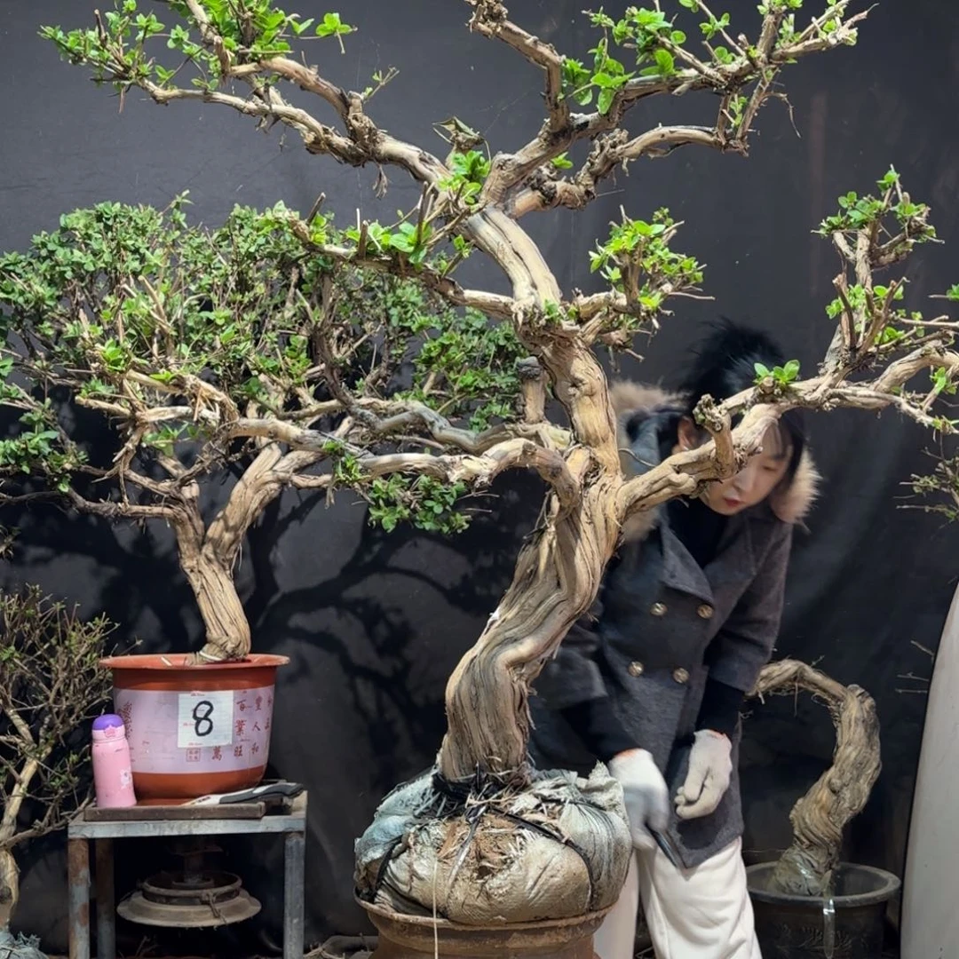 阿***东金银花金银花金花银花