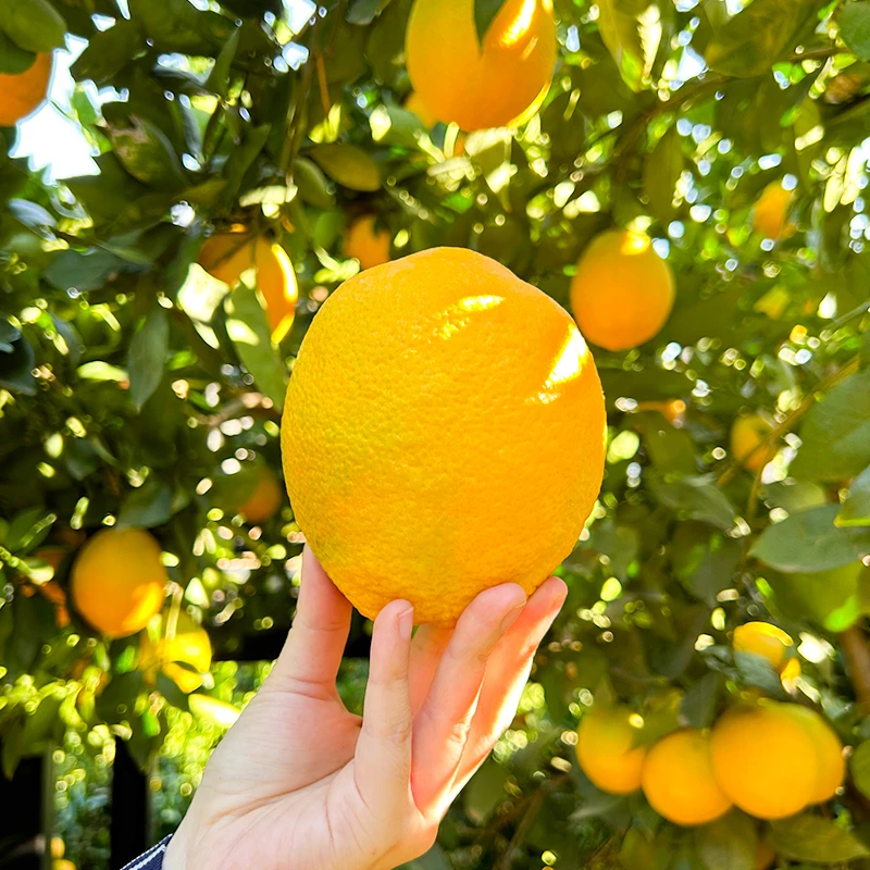 云南精选东川红土橙庄园 新鲜现摘鲜嫩多汁