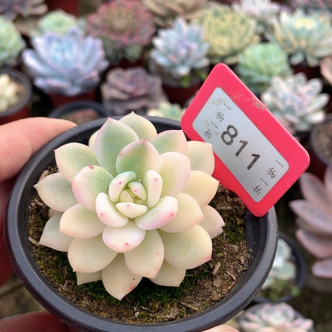 顿***感811号多肉植物组合