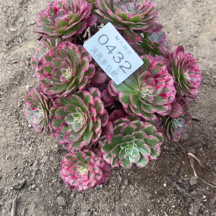 0432霁月的人多肉的