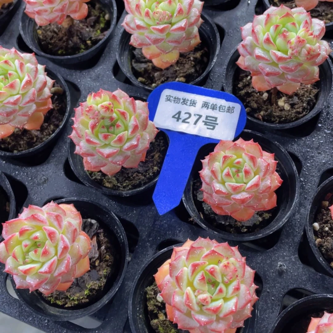 427号老桩樱花单头两个