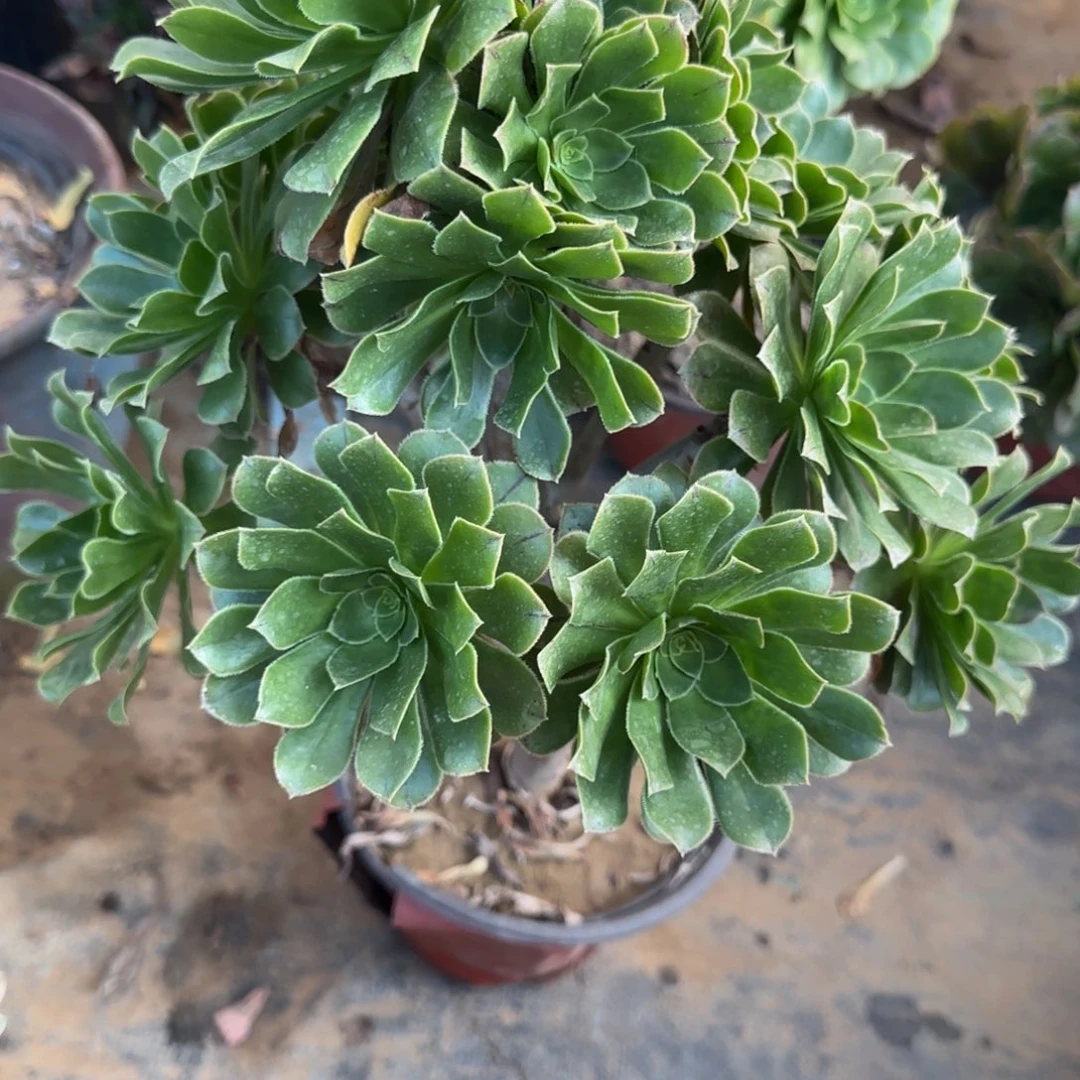 绿法师194满20包邮断枝不包