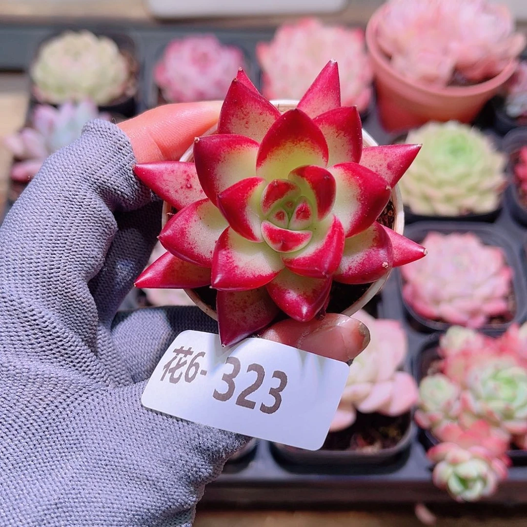 花06-323乌木单头