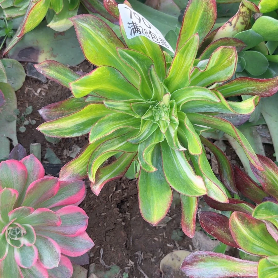 幽**霓E. 7901斑点彩多肉