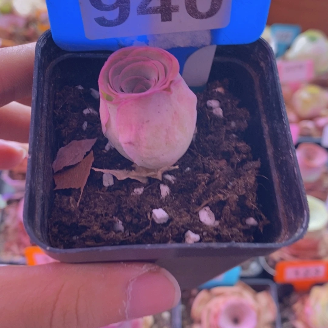 山地玫瑰一物一拍恋红尘940