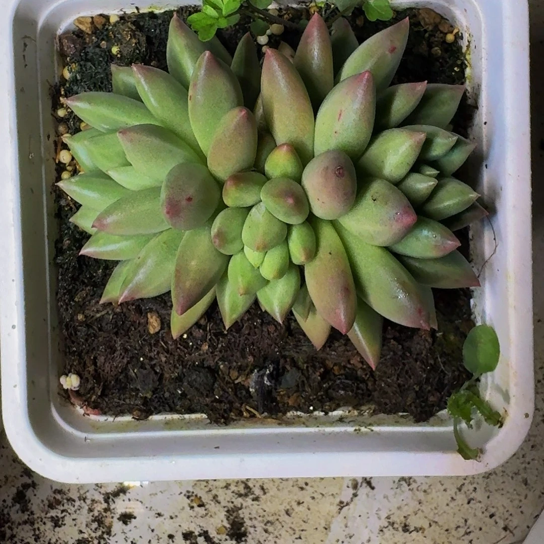 米其林 双头 一物一拍