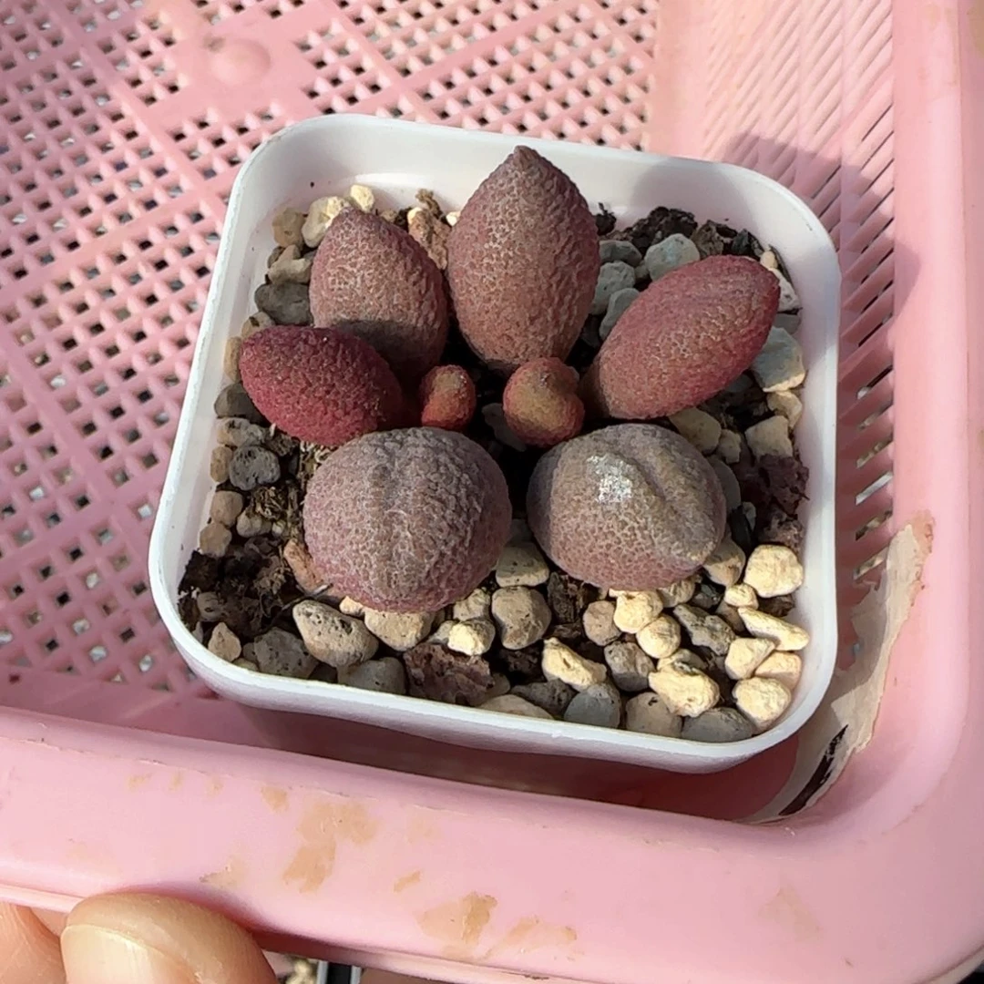 服部多肉植物植物