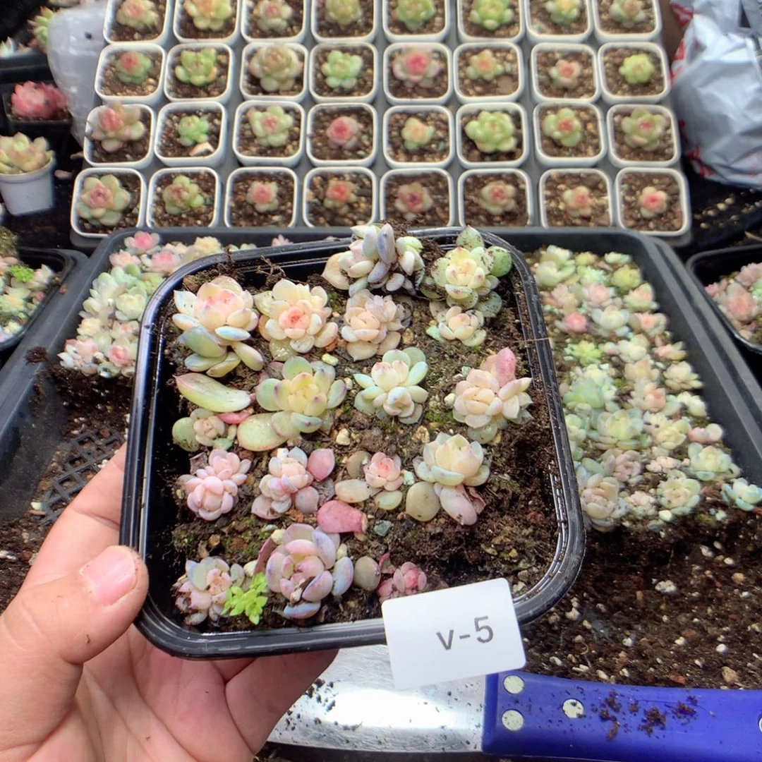 无花朵V5英语英语