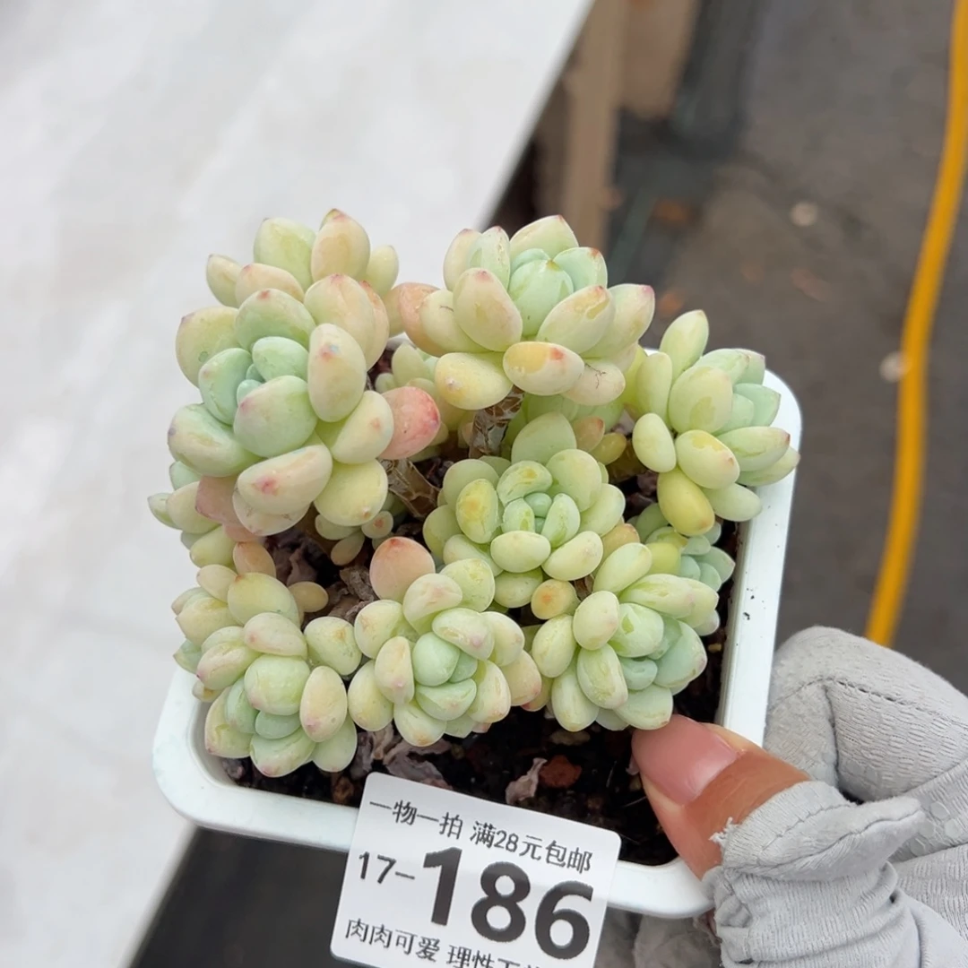 樱花罗绮多肉多肉
