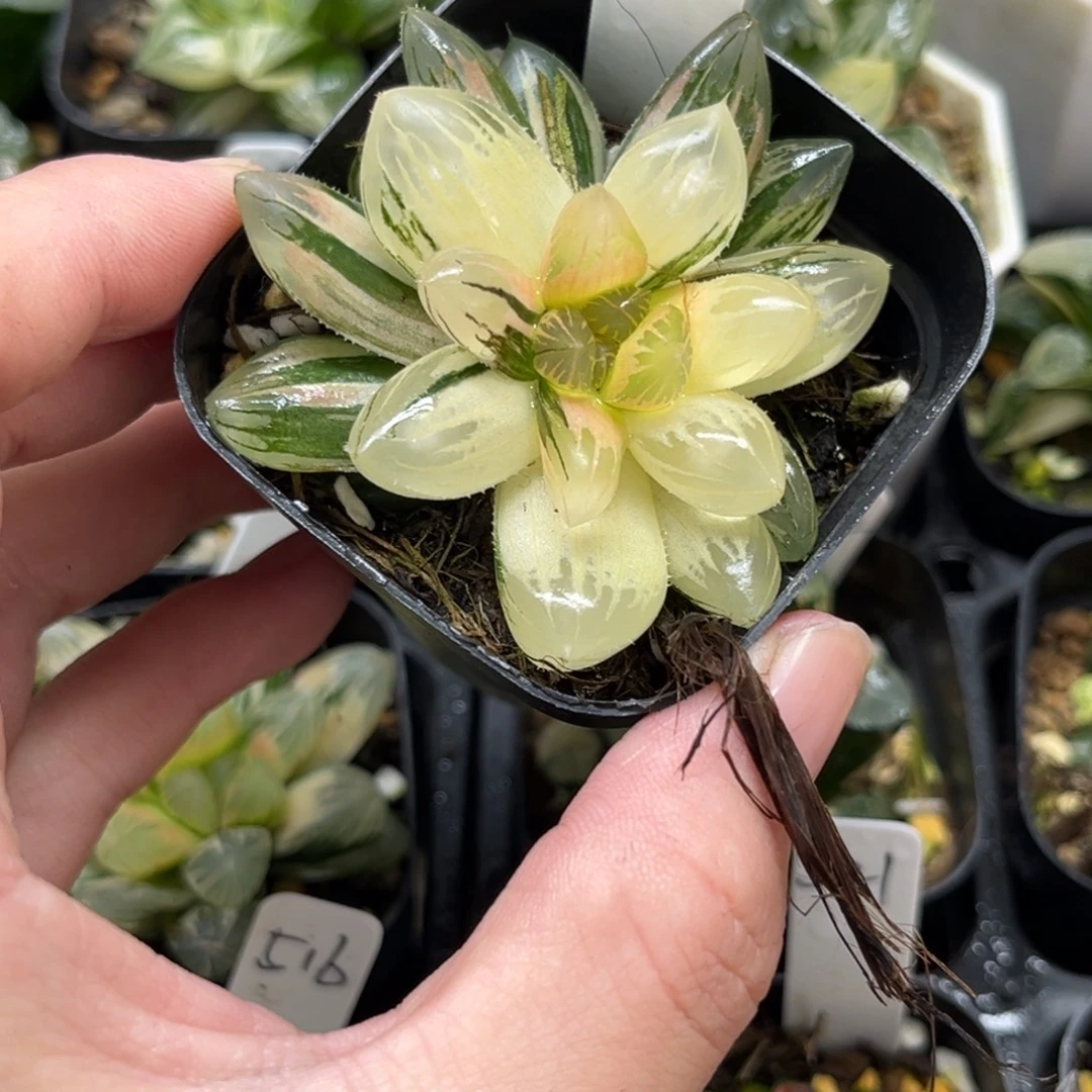 260龙爪玉露锦一物一拍