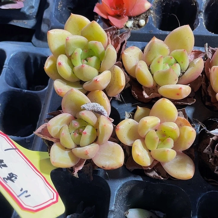 小香槟1元带土发