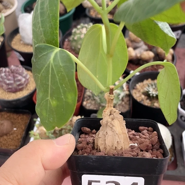 524龟甲箩魔块根植物