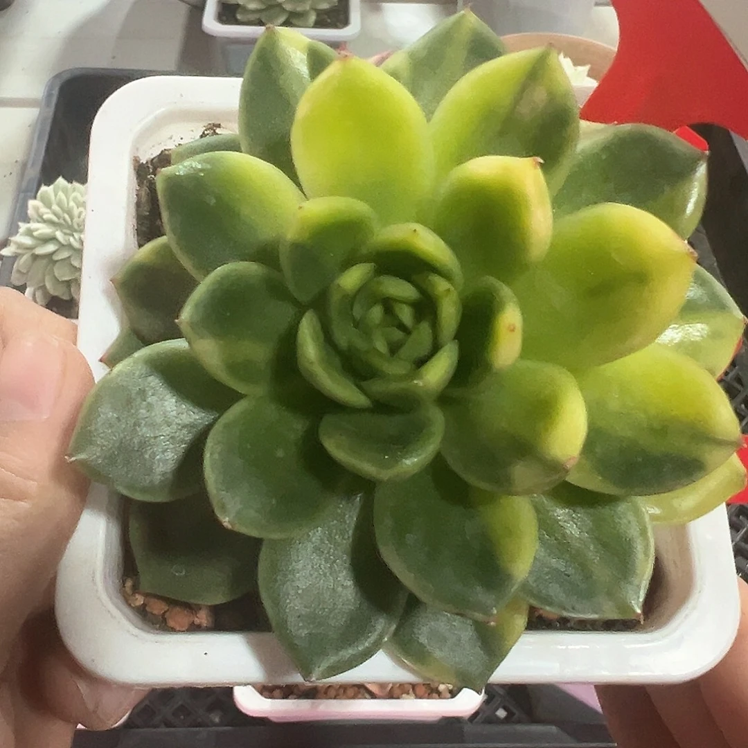 138号东云黄锦多肉植物