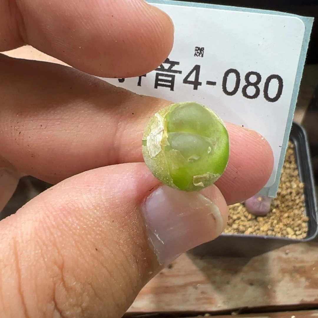 4-80拉登多肉植物，