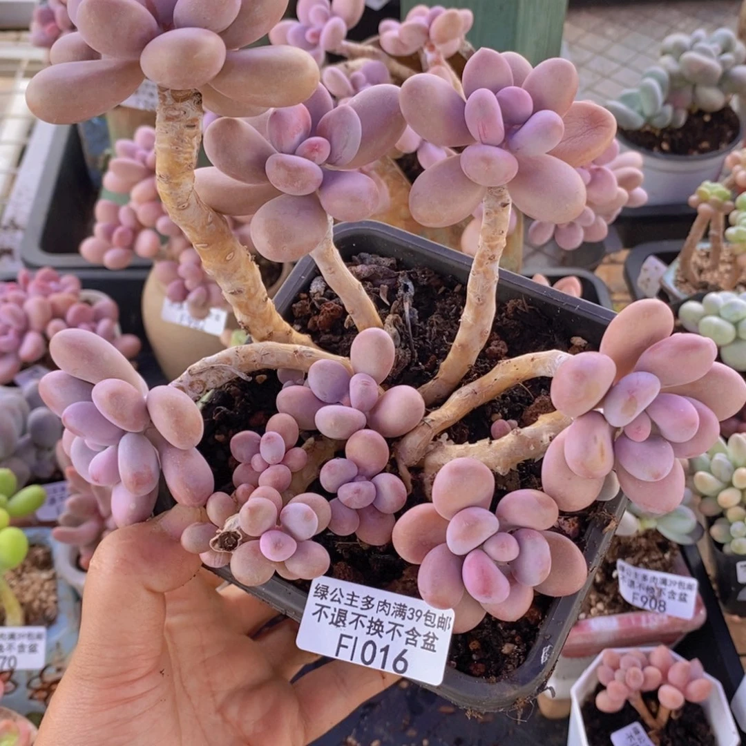 桃蛋老桩有砍13cm016多肉植物